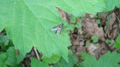 Rhagio notatus