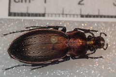 Carabus monilis