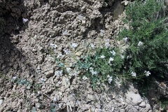 Thelypodiopsis elegans