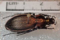 Carabus monilis