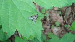 Rhagio notatus