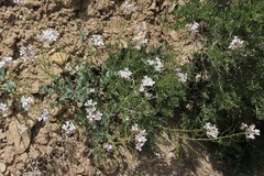 Thelypodiopsis elegans