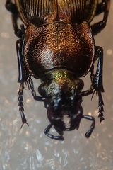 Carabus monilis