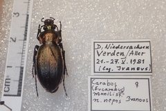 Carabus monilis