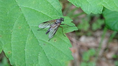 Rhagio notatus