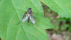 Rhagio notatus
