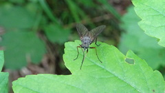 Rhagio notatus