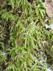 Eurhynchium angustirete
