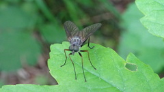 Rhagio notatus