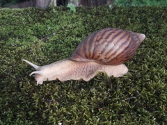 Cochlitoma granulata