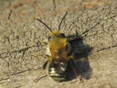 Osmia caerulescens