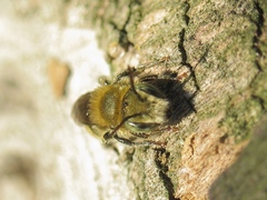 Osmia caerulescens