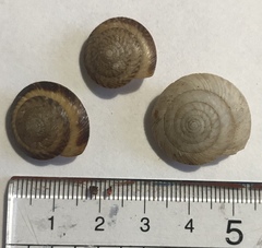 Poecilozonites bermudensis