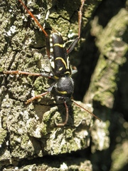 Xylotrechus antilope