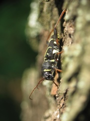 Xylotrechus antilope