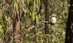Dacelo novaeguineae novaeguineae