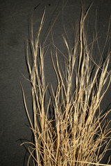 Aristida purpurea