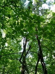 Chionanthus virginicus