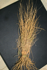 Aristida purpurea
