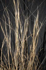 Aristida purpurea