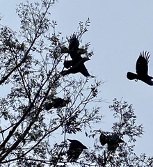 Corvus brachyrhynchos