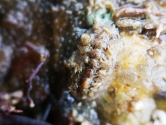 Acanthochitona crinita