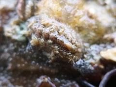 Acanthochitona crinita