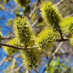 Combretum zeyheri