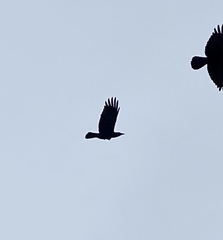 Corvus brachyrhynchos