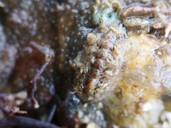 Acanthochitona crinita