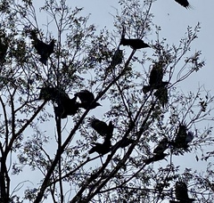 Corvus brachyrhynchos