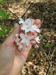 Rhododendron canescens