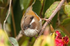 Fulvetta vinipectus