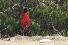 Tragopan satyra