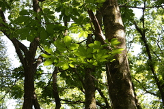 Aesculus turbinata