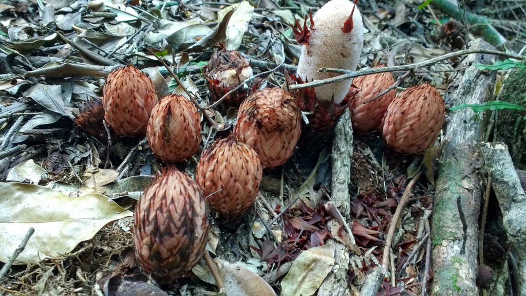 Scybalium glaziovii