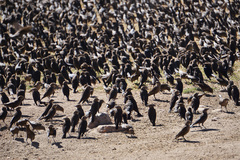 Xanthocephalus xanthocephalus