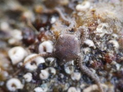 Amphipholis squamata