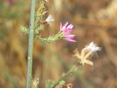 Stephanomeria elata