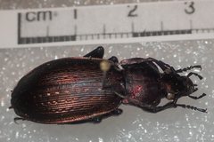 Carabus monilis