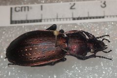 Carabus monilis