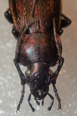 Carabus monilis