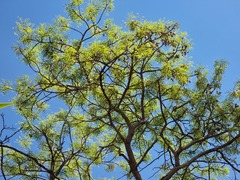 Burkea africana image