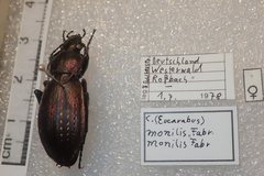 Carabus monilis