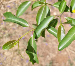 Cryptostegia grandiflora image