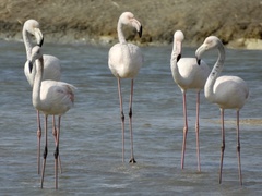 Phoenicopterus roseus