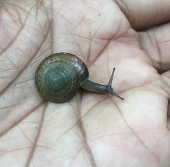 Poecilozonites bermudensis