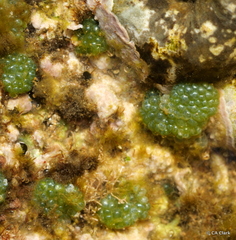 Dictyosphaeria cavernosa