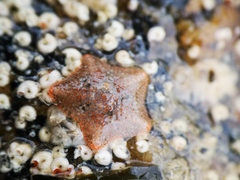 Asterina gibbosa