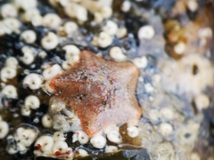 Asterina gibbosa